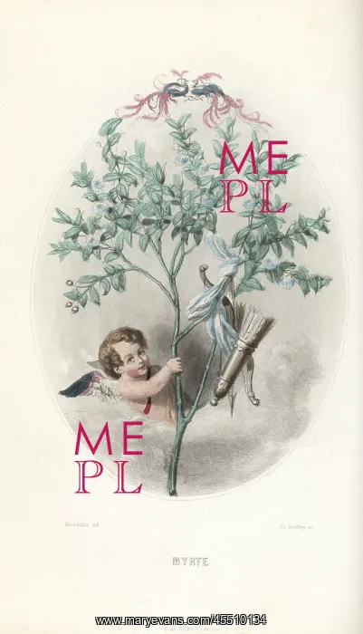: Cupid hiding in a myrtle bush, Myrtus communis : Cupid hiding in a myrtle bush, Myrtus communis