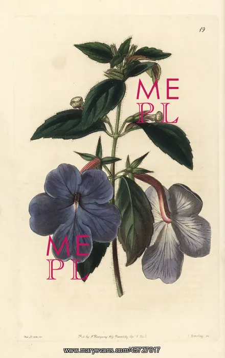 : Cupid's bow, Achimenes longiflora : Cupid's bow, Achimenes longiflora