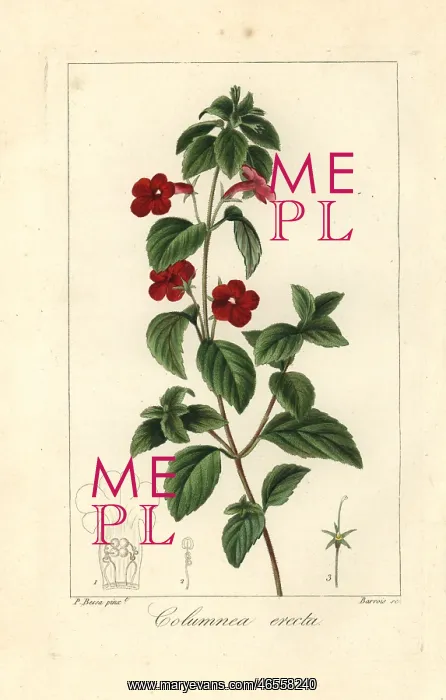 : Cupid's bower, Achimenes erecta : Cupid's bower, Achimenes erecta