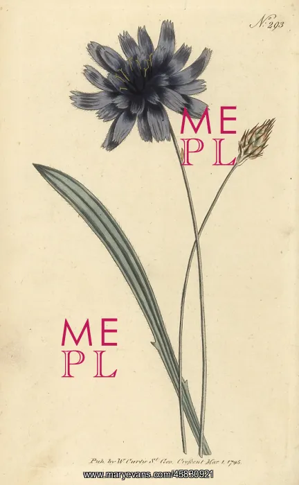 : Cupid's dart, Catananche caerulea : Cupid's dart, Catananche caerulea