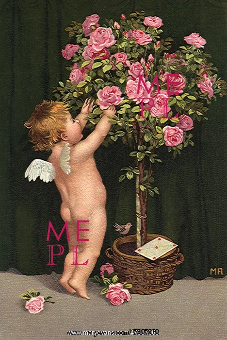 : Cupid's Rosebush : Cupid's Rosebush
