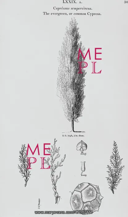 : Cupressus sempervirens, Italian cypress : Cupressus sempervirens, Italian cypress
