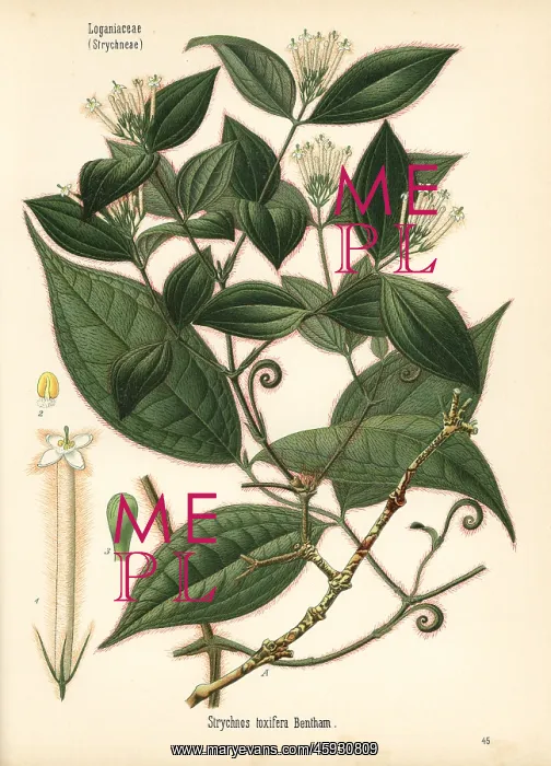 : Curare, Strychnos toxifera : Curare, Strychnos toxifera