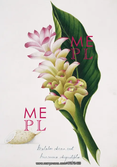 : Curcuma augustifolia, malabar arrowroot : Curcuma augustifolia, malabar arrowroot