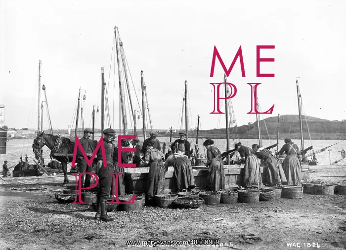 : Curing Herrings, Ardglass : Curing Herrings, Ardglass