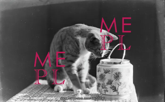 : Curiosity. This black and white image features a curious cat leaning over a decorative jar : Curiosity. This black and white image features a curious cat leaning over a decorative jar