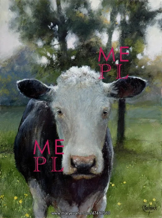 : Curiosity ( A Cow's Face) : Curiosity ( A Cow's Face)