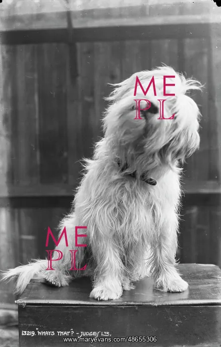 : Curious Dog : Curious Dog