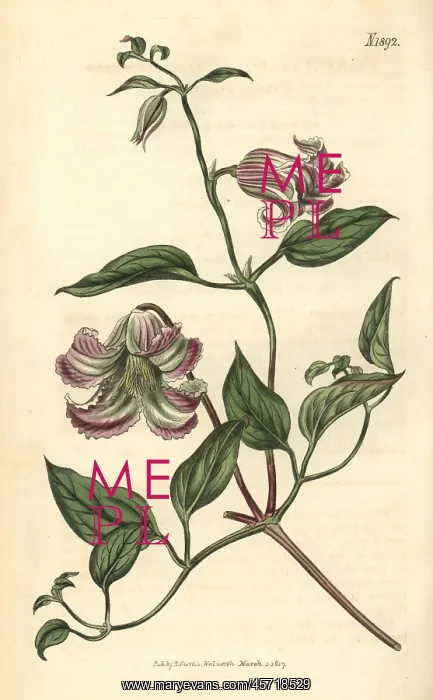 : Curled-flowered virgin's bower, Clematis crispa : Curled-flowered virgin's bower, Clematis crispa