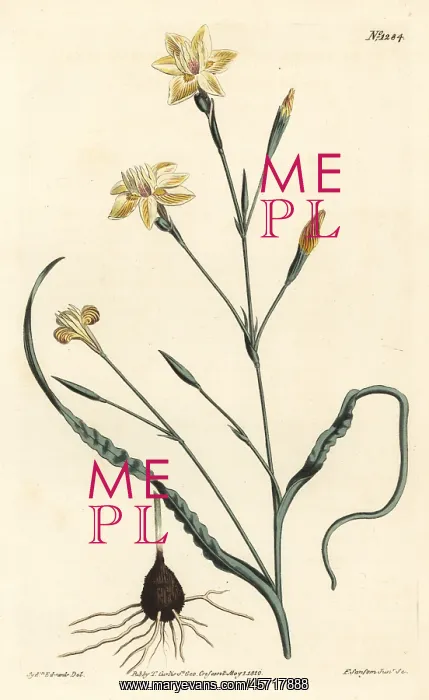: Curled leaved moraea, Moraea crispa : Curled leaved moraea, Moraea crispa