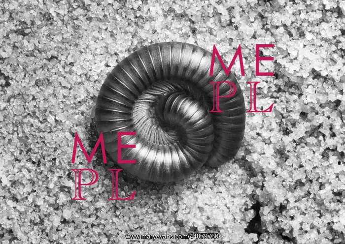  : CURLED MILLIPEDE