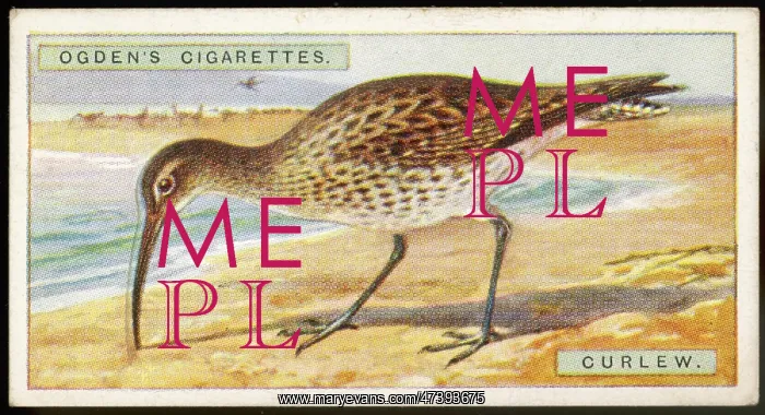 : CURLEW. Curlew - latin name: Numenius arquata : CURLEW. Curlew - latin name: Numenius arquata