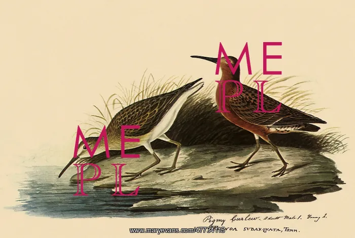 : Curlew Sandpiper : Curlew Sandpiper
