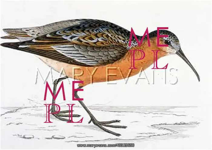 : CURLEW SANDPIPER (MORRIS : CURLEW SANDPIPER (MORRIS