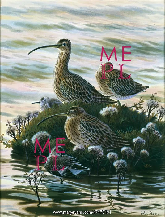 : Curlews and Dunlin ' High Tide : Curlews and Dunlin ' High Tide