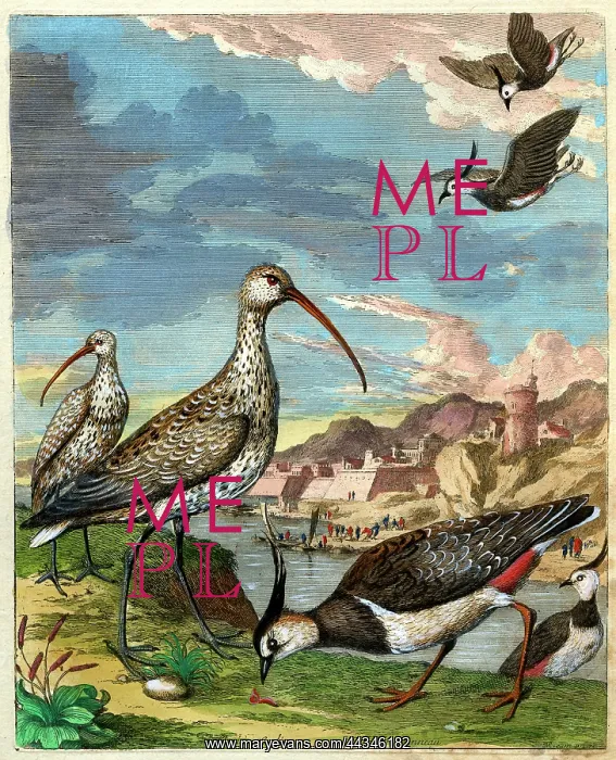 : Curlews and Lapwings