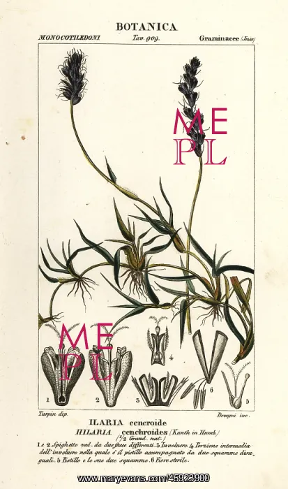 : Curly mesquite, Hilaria cenchroides : Curly mesquite, Hilaria cenchroides