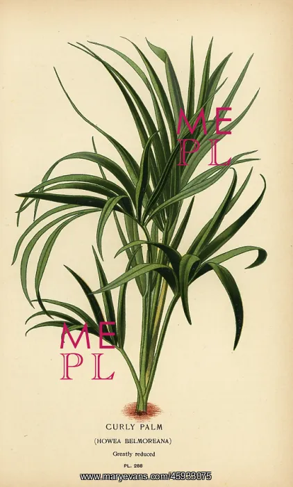 : Curly palm, Howea belmoreana. Vulnerable : Curly palm, Howea belmoreana. Vulnerable