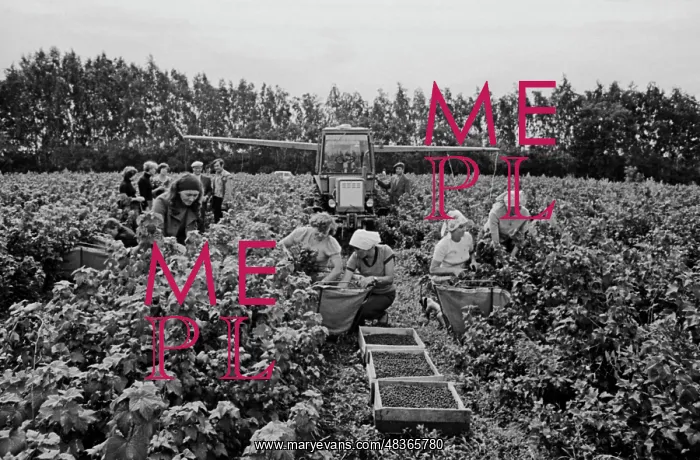 : Currant harvest : Currant harvest