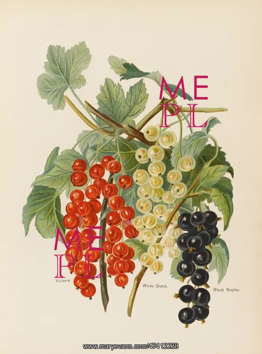 : CURRANTS. Victoria (red currant) White Dutch Black Naples (black currant) : CURRANTS. Victoria (red currant) White Dutch Black Naples (black currant)