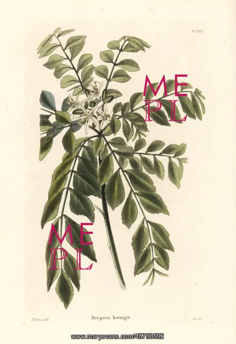 : Curry tree or curry leaf tree, Murraya koenigii : Curry tree or curry leaf tree, Murraya koenigii