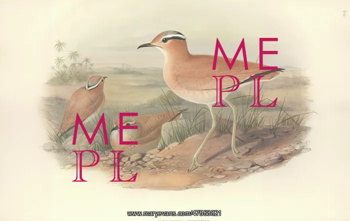: Cursorius cursor, cream-coloured courser : Cursorius cursor, cream-coloured courser