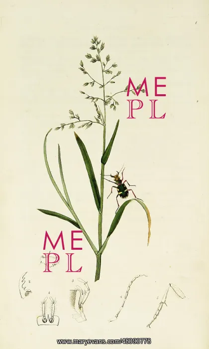 : Curtis British Entomology Plate 1 : Curtis British Entomology Plate 1