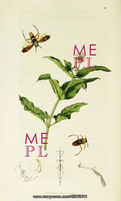 : Curtis British Entomology Plate 10 : Curtis British Entomology Plate 10
