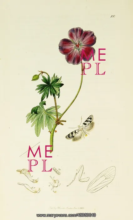 : Curtis British Entomology Plate 100 : Curtis British Entomology Plate 100