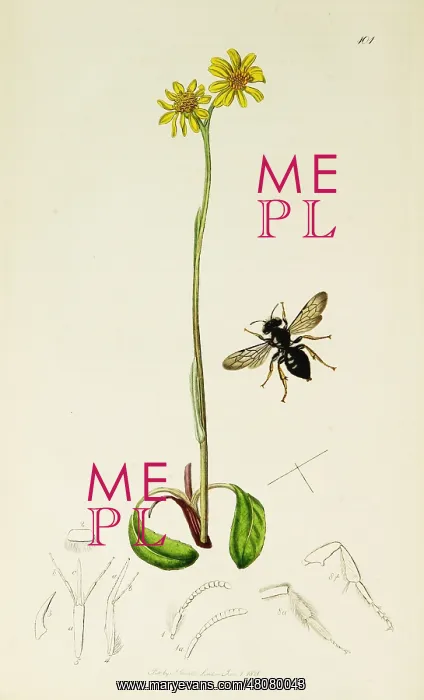  : Curtis British Entomology Plate 101