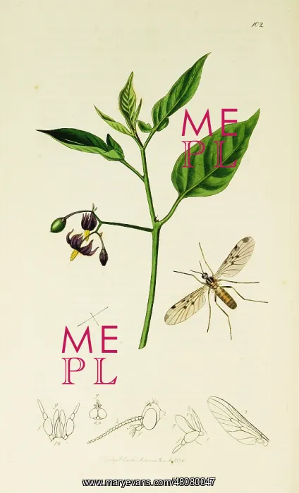  : Curtis British Entomology Plate 102