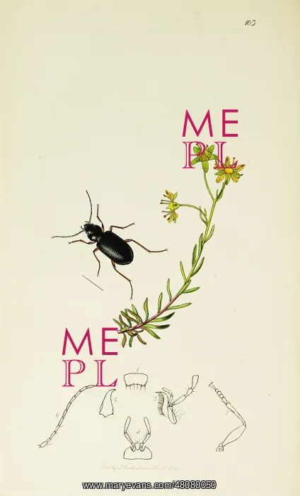 : Curtis British Entomology Plate 103 : Curtis British Entomology Plate 103