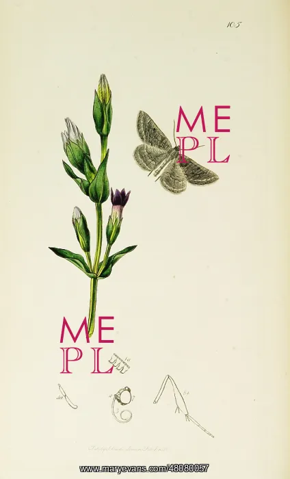 : Curtis British Entomology Plate 105 : Curtis British Entomology Plate 105