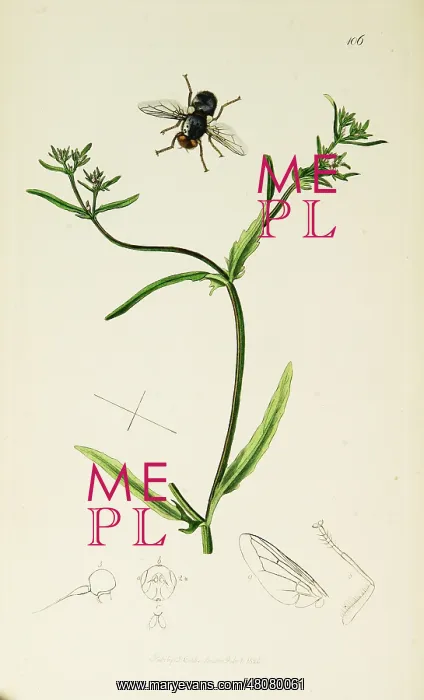 : Curtis British Entomology Plate 106 : Curtis British Entomology Plate 106