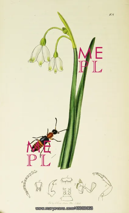 : Curtis British Entomology Plate 108 : Curtis British Entomology Plate 108