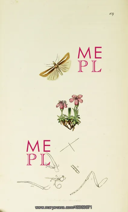 : Curtis British Entomology Plate 109 : Curtis British Entomology Plate 109