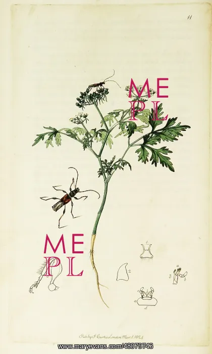 : Curtis British Entomology Plate 11 : Curtis British Entomology Plate 11