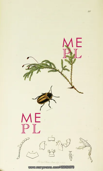 : Curtis British Entomology Plate 111 : Curtis British Entomology Plate 111