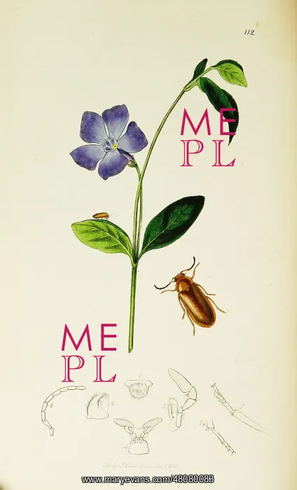 : Curtis British Entomology Plate 112 : Curtis British Entomology Plate 112