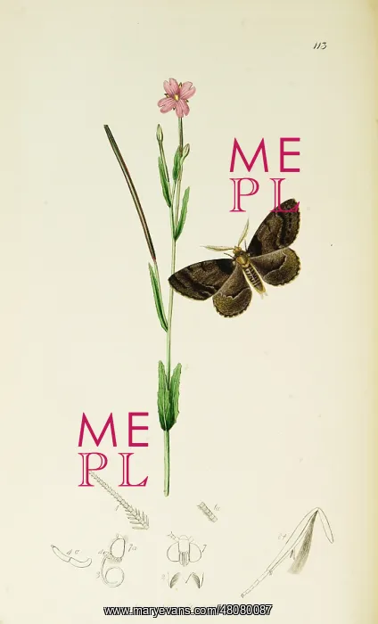 : Curtis British Entomology Plate 113 : Curtis British Entomology Plate 113