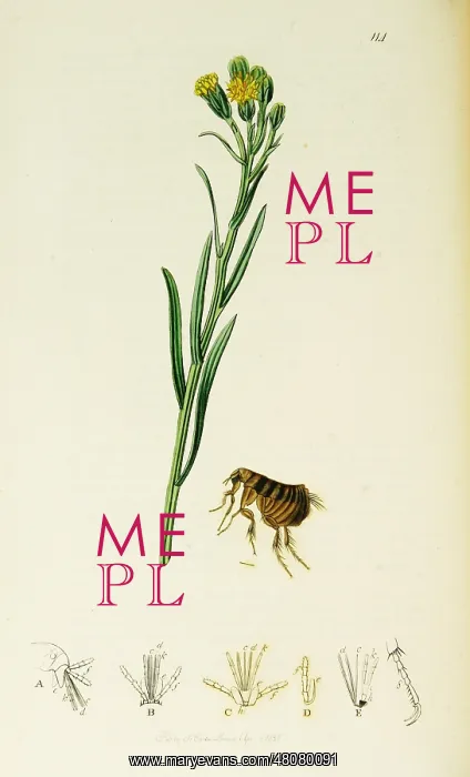 : Curtis British Entomology Plate 114 : Curtis British Entomology Plate 114