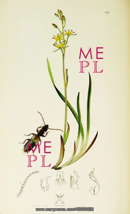 : Curtis British Entomology Plate 115 : Curtis British Entomology Plate 115