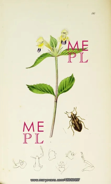 : Curtis British Entomology Plate 116 : Curtis British Entomology Plate 116