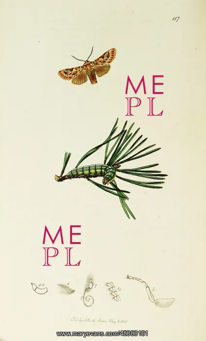 : Curtis British Entomology Plate 117 : Curtis British Entomology Plate 117