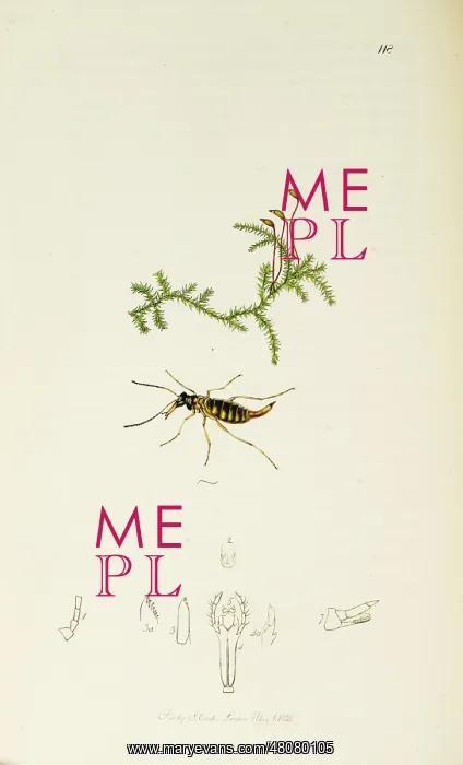 : Curtis British Entomology Plate 118 : Curtis British Entomology Plate 118