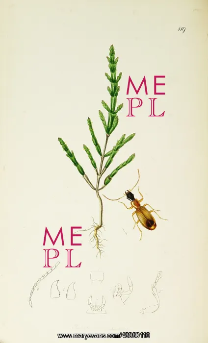 : Curtis British Entomology Plate 119 : Curtis British Entomology Plate 119