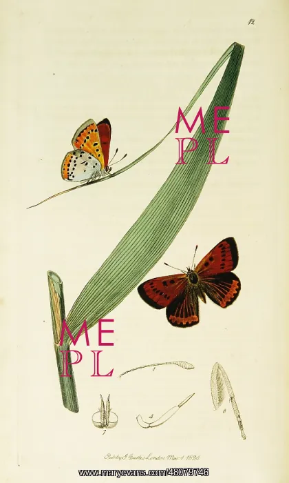 : Curtis British Entomology Plate 12 : Curtis British Entomology Plate 12