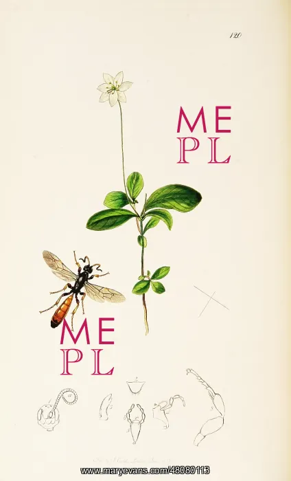 : Curtis British Entomology Plate 120 : Curtis British Entomology Plate 120