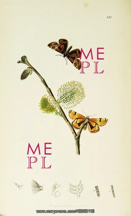 : Curtis British Entomology Plate 121 : Curtis British Entomology Plate 121