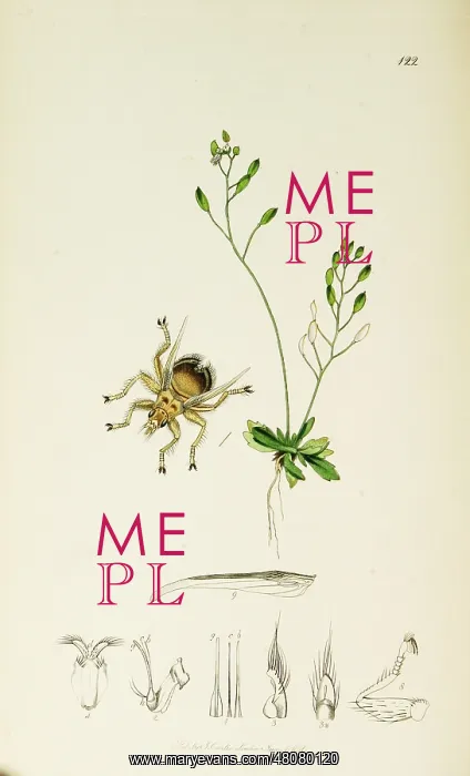  : Curtis British Entomology Plate 122